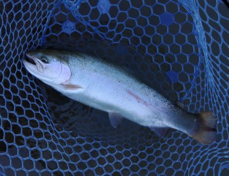 久しぶりにフライも　～岡崎トラウトポンド～